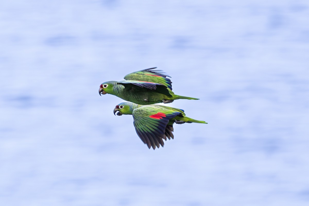 Red-lored Parrot - Mason Flint