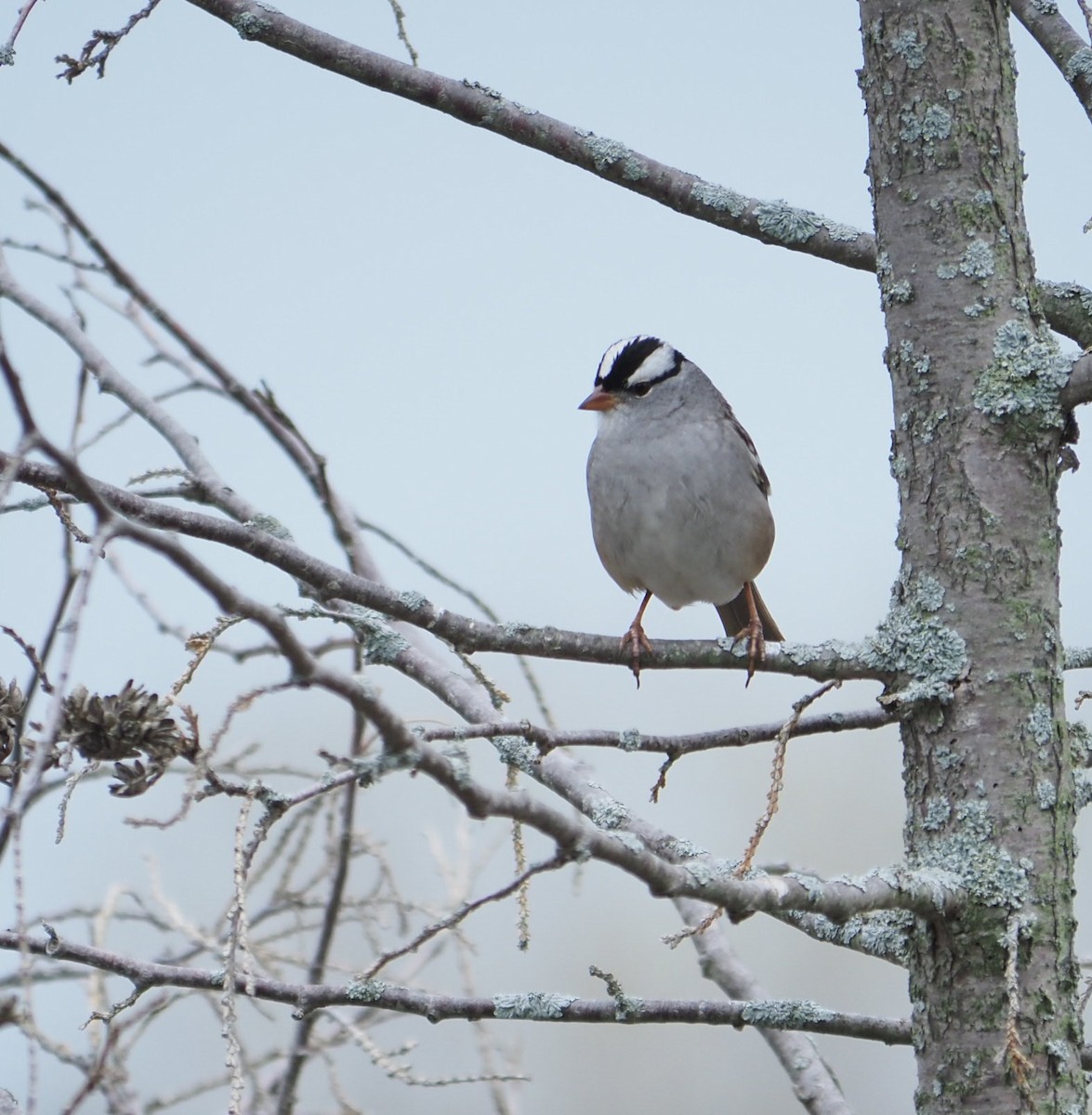 White-crowned Sparrow - André Dionne