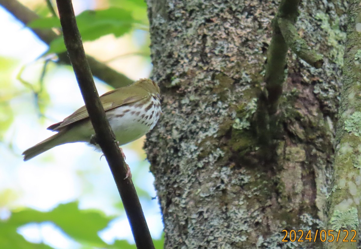 Ovenbird - Robert Ross