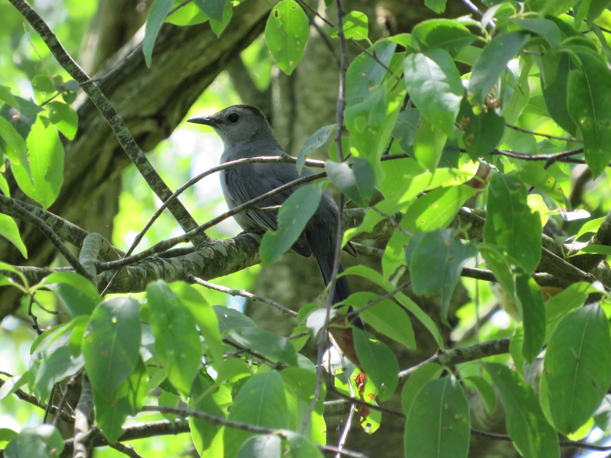 Gray Catbird - Jillian Grgic