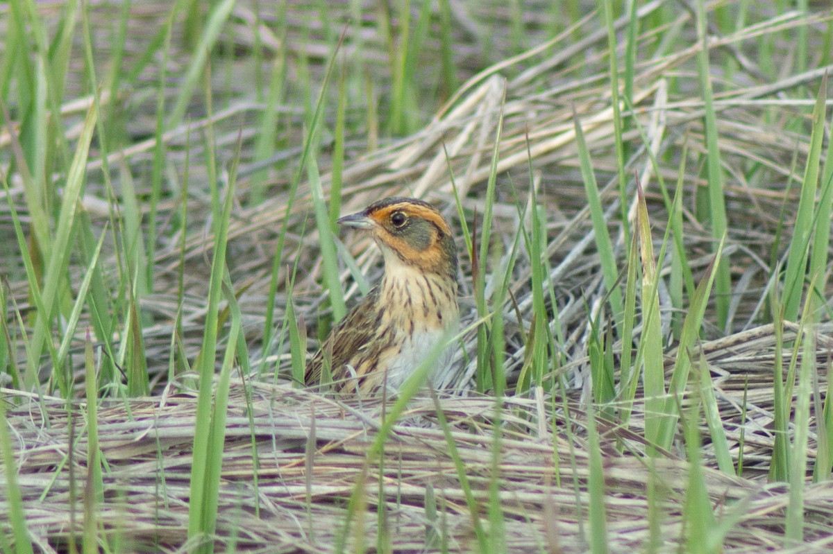 Saltmarsh Sparrow - Trenton Voytko