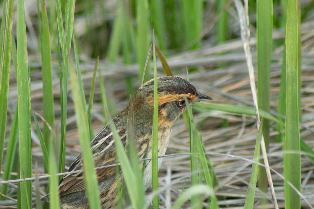 Saltmarsh Sparrow - ML619445696