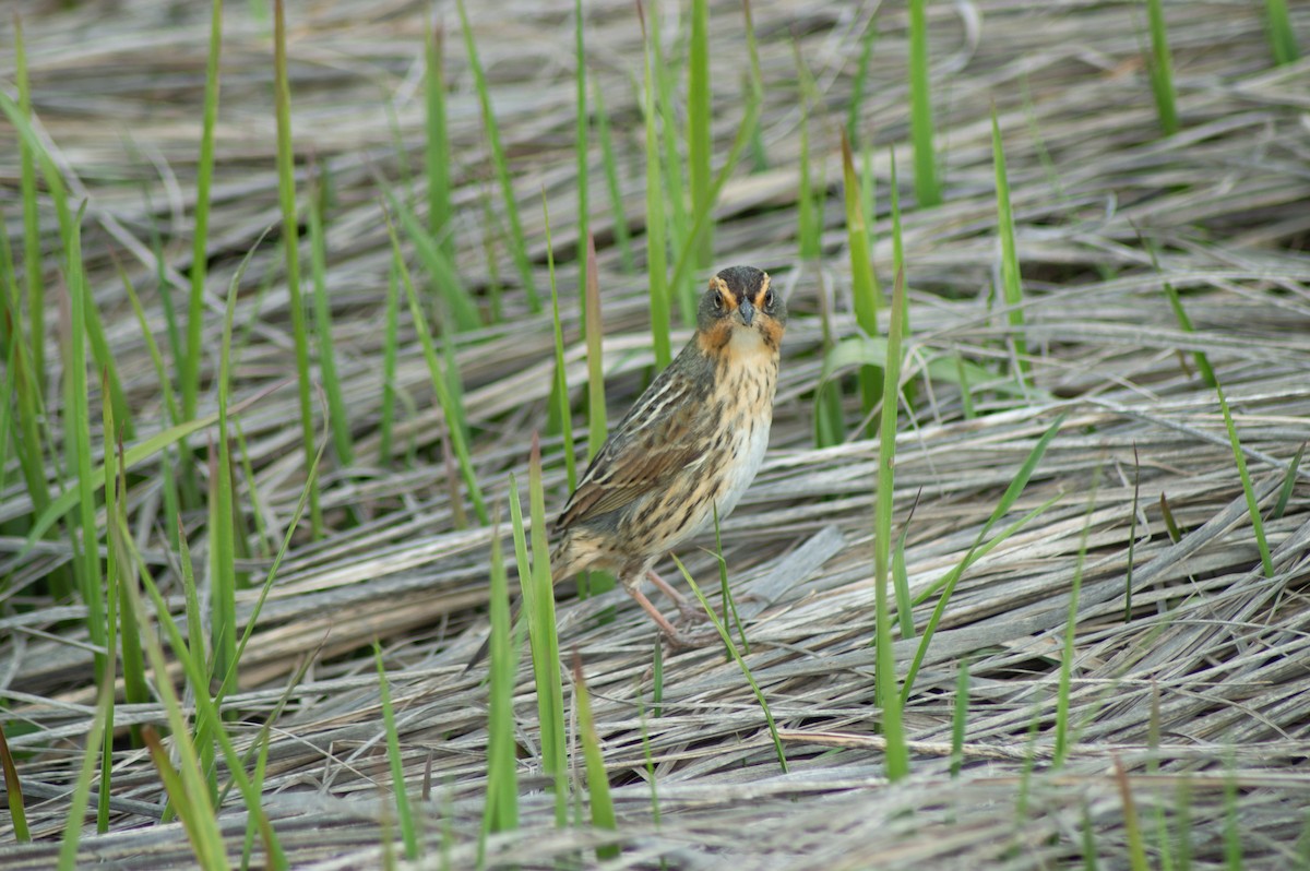 Saltmarsh Sparrow - ML619445700