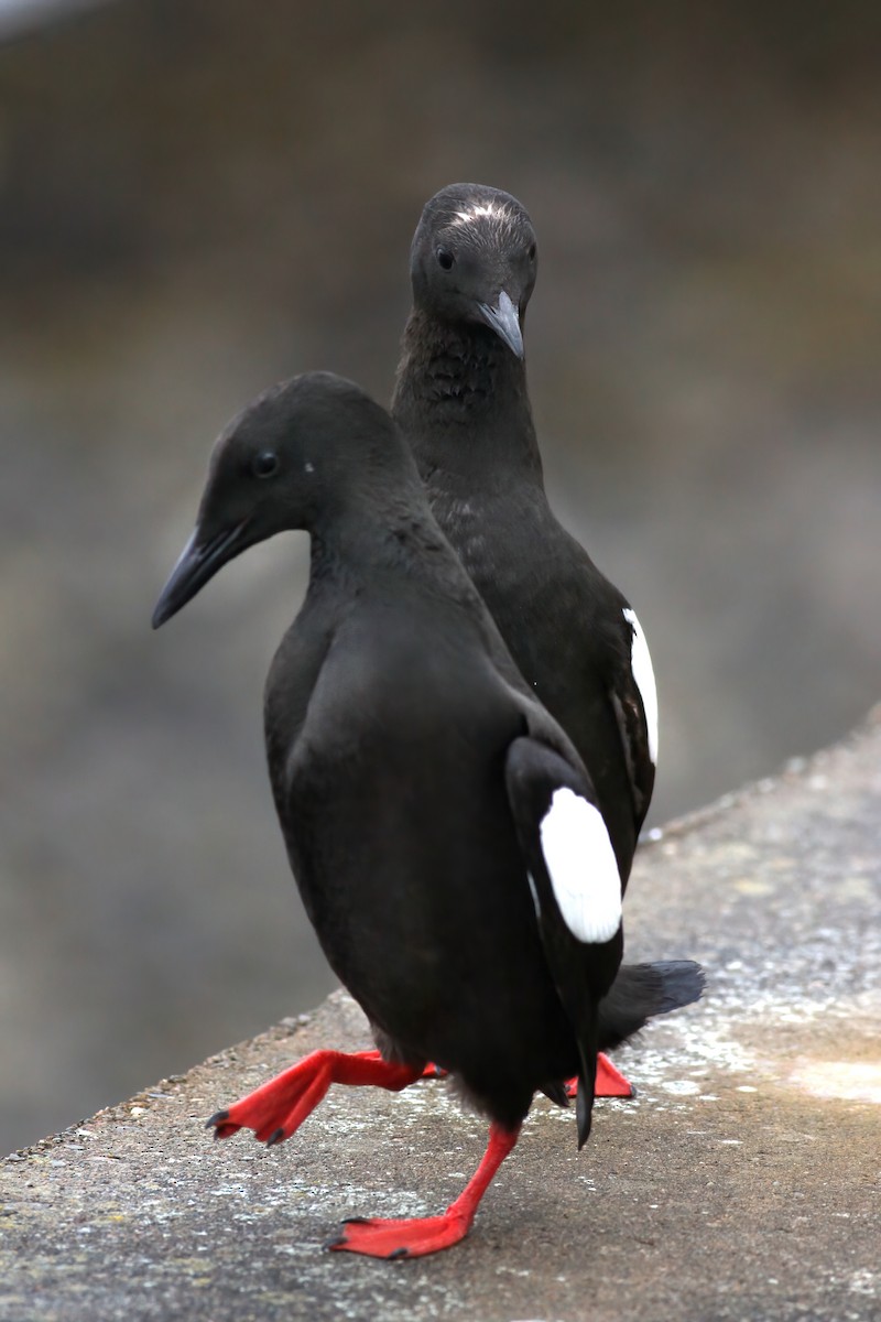 Black Guillemot - Henry Wyn-Jones