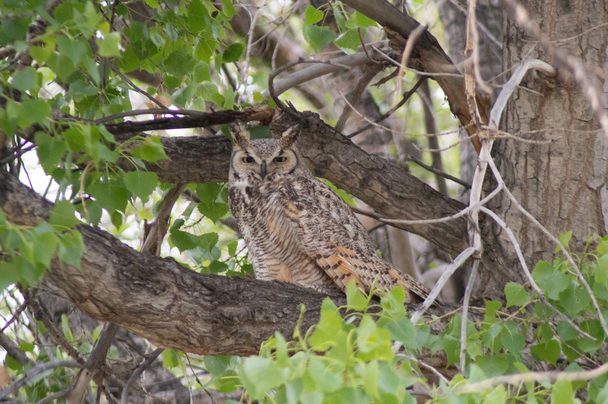 Great Horned Owl - ML619445713