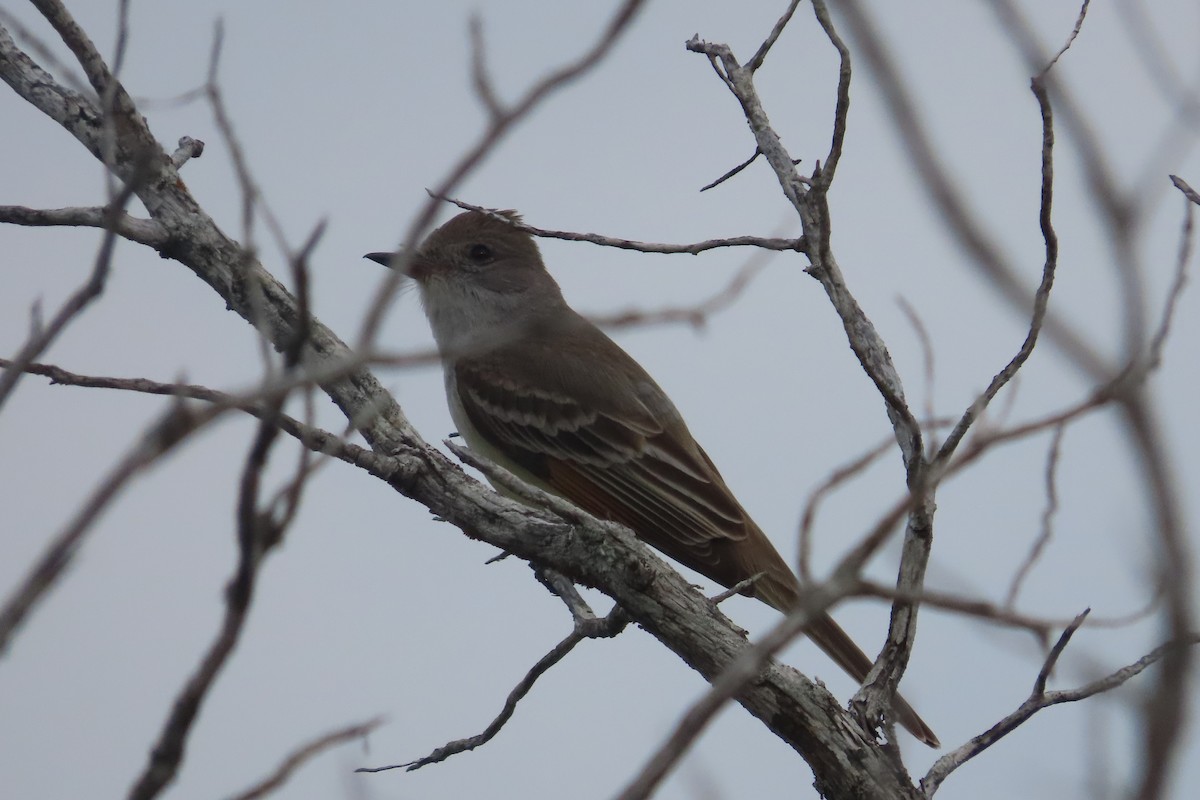 Ash-throated Flycatcher - David Brinkman