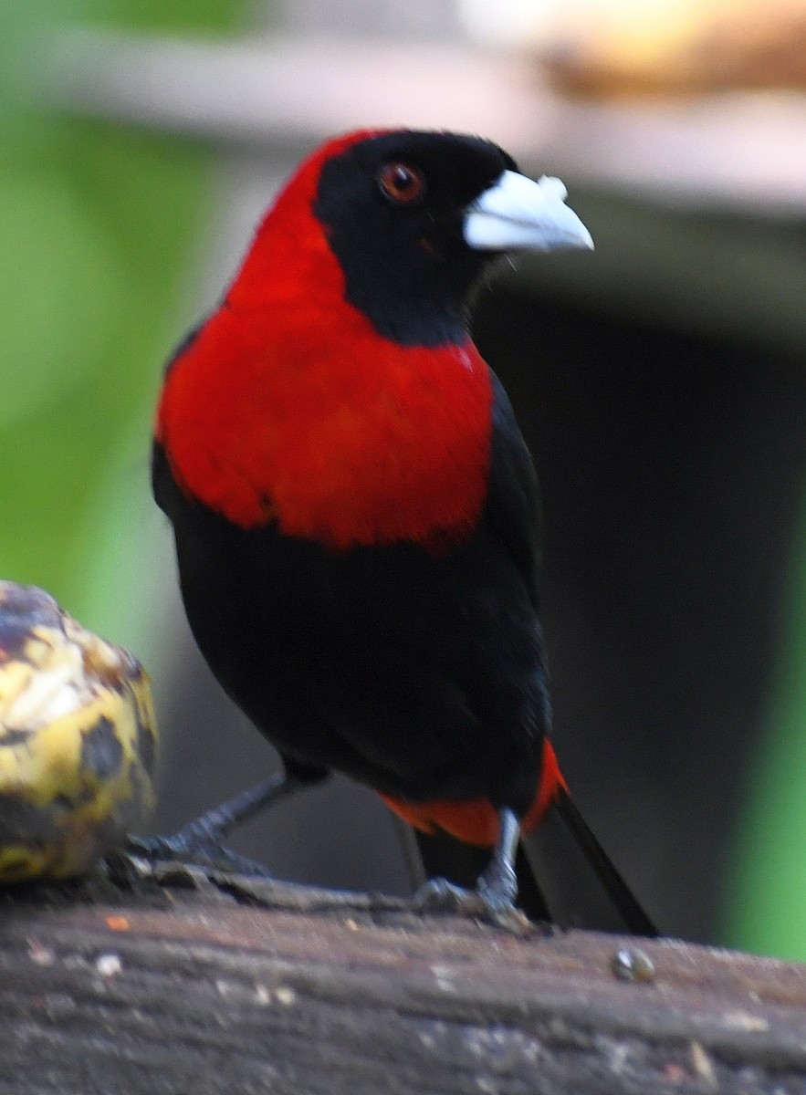 Crimson-collared Tanager - Edward Clark