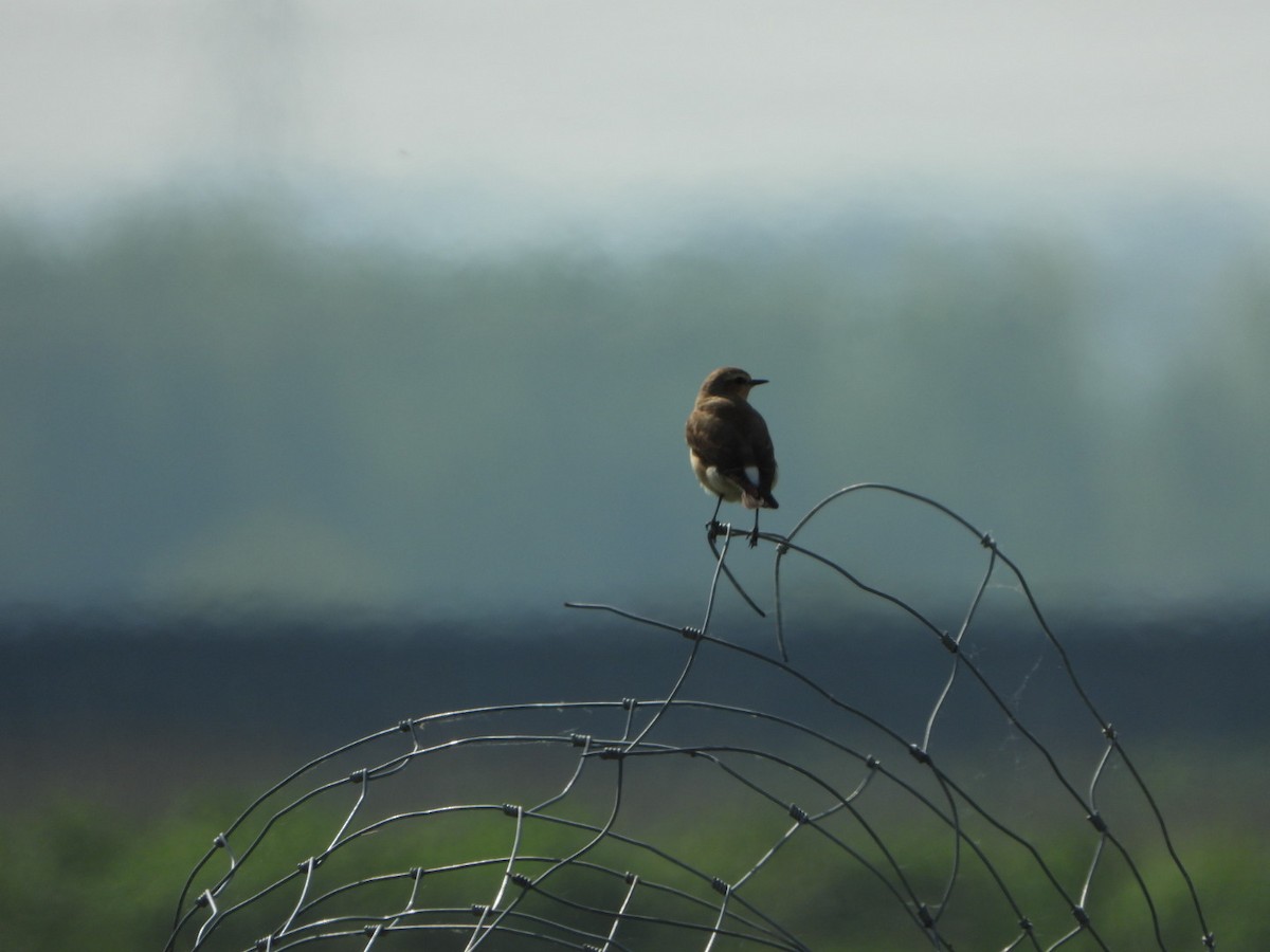 Northern Wheatear - Andy Hannaford