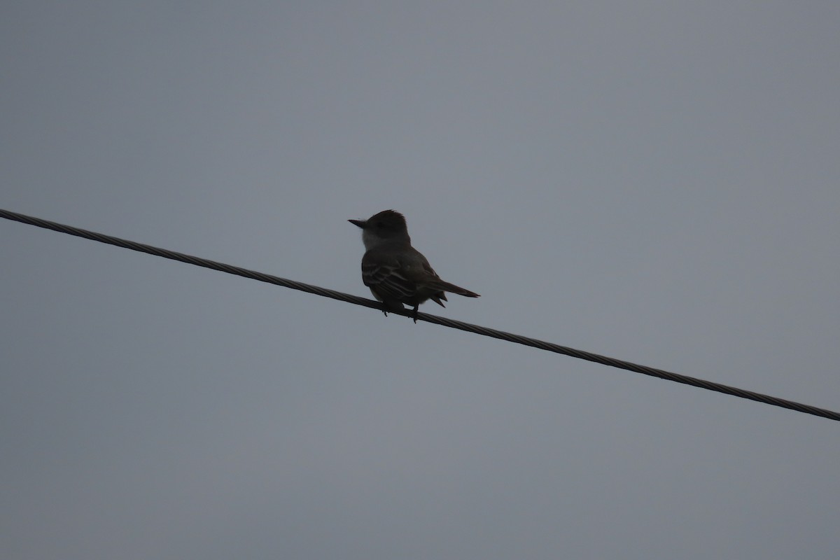 Ash-throated Flycatcher - David Brinkman