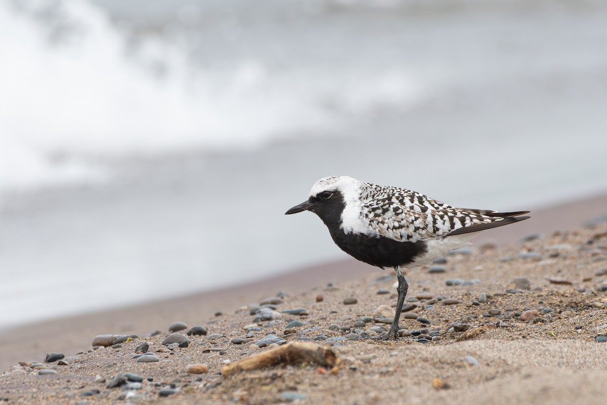 Black-bellied Plover - Stephanie Pereira