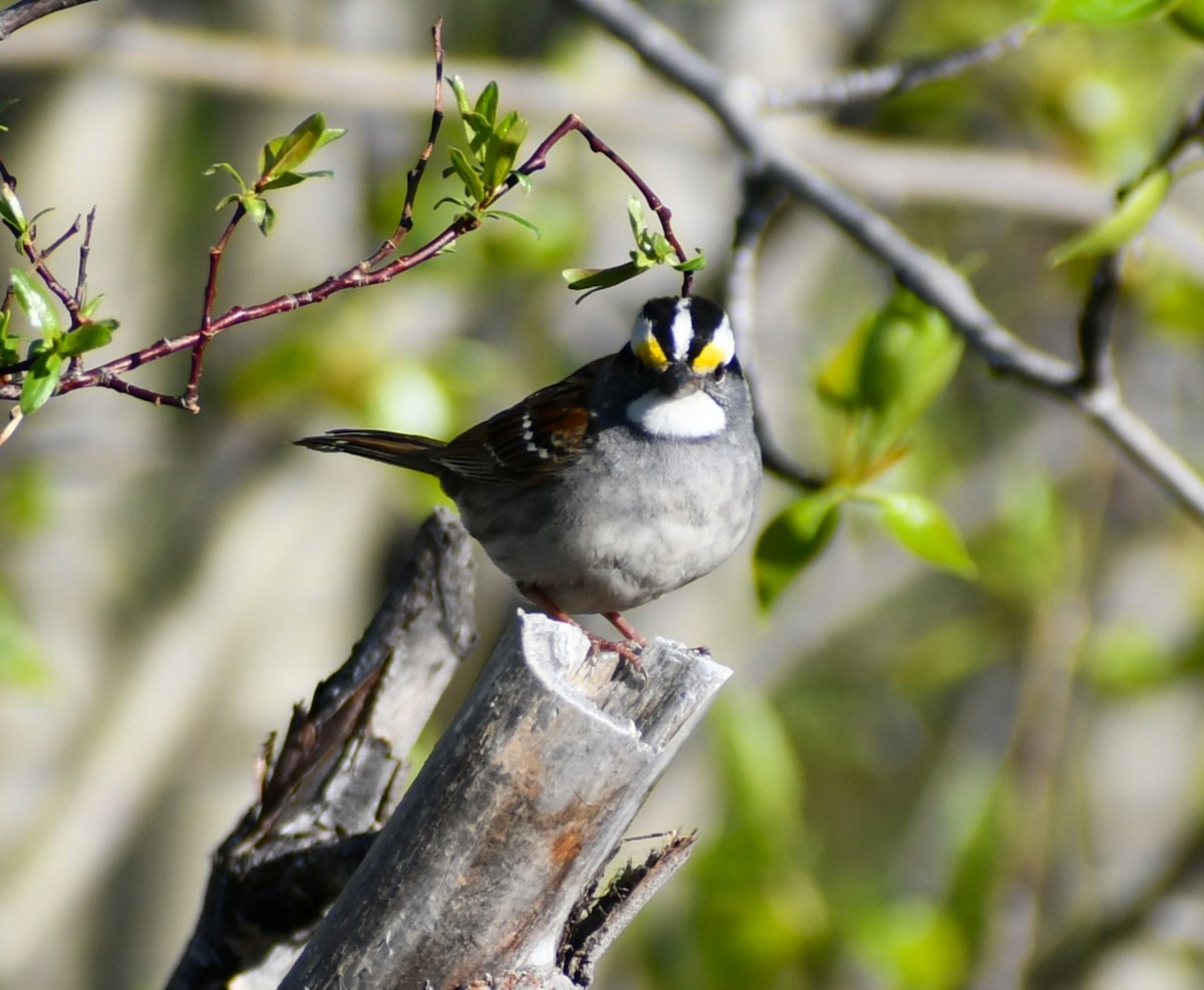 White-throated Sparrow - ML619445738