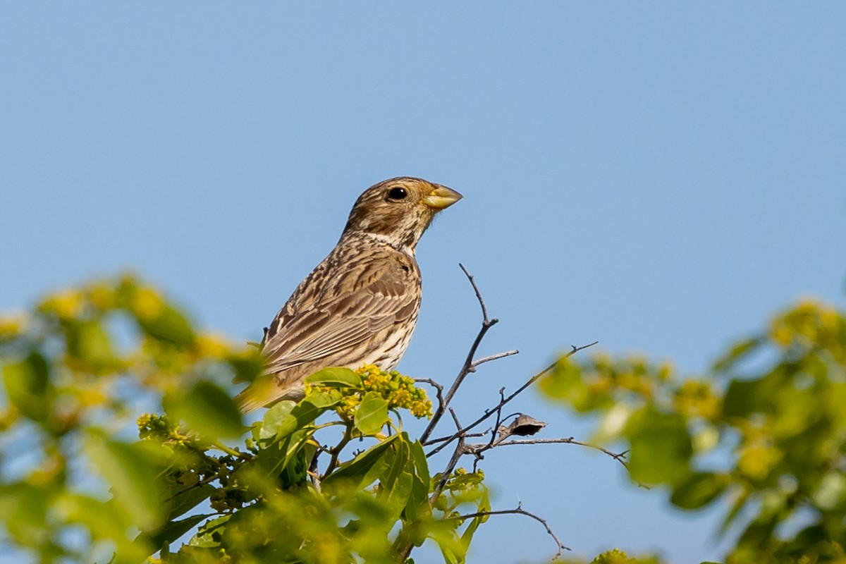 Corn Bunting - Nikos Mavris