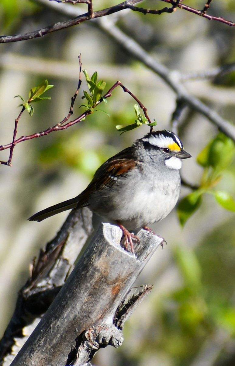White-throated Sparrow - ML619445747