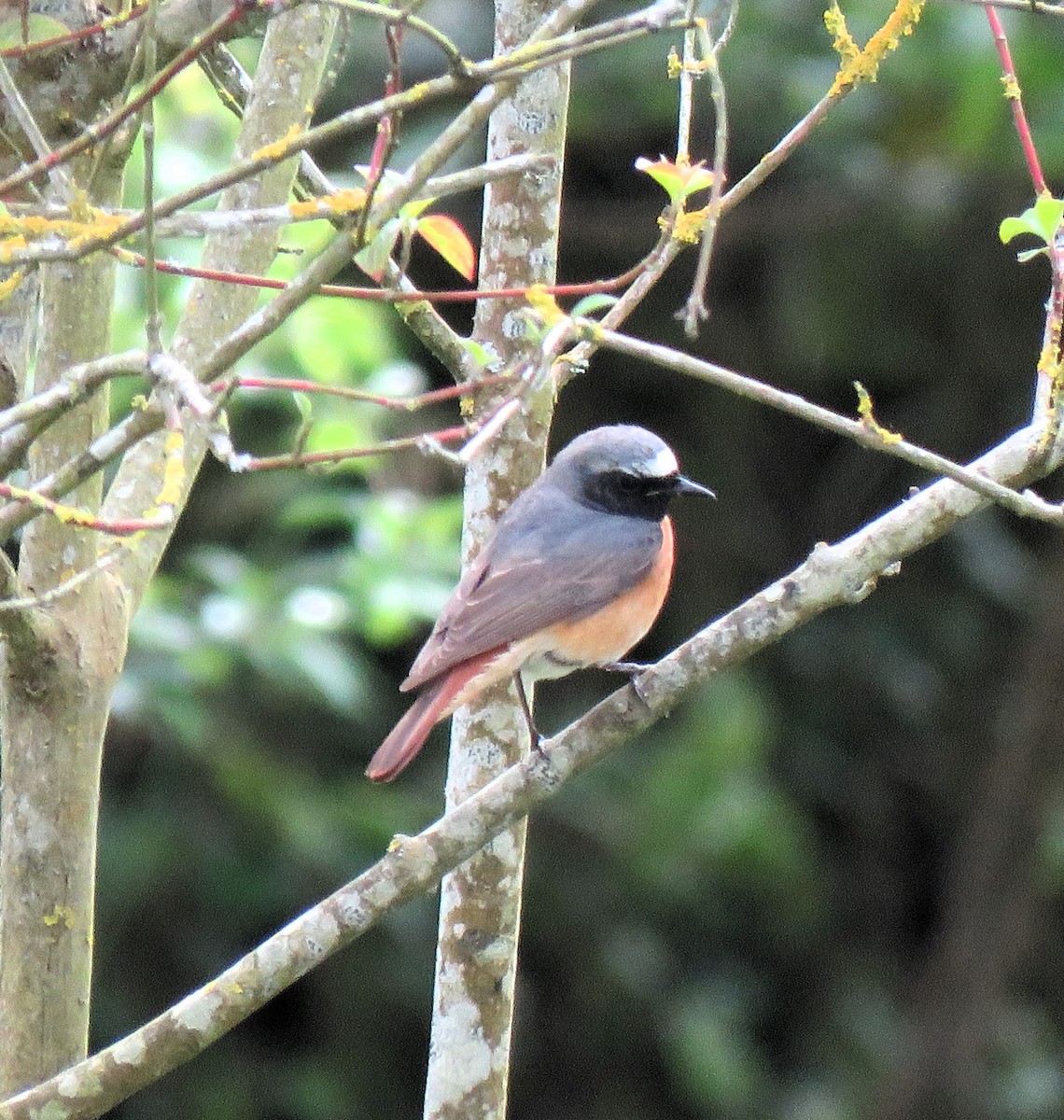 Common Redstart - Carmelo de Dios