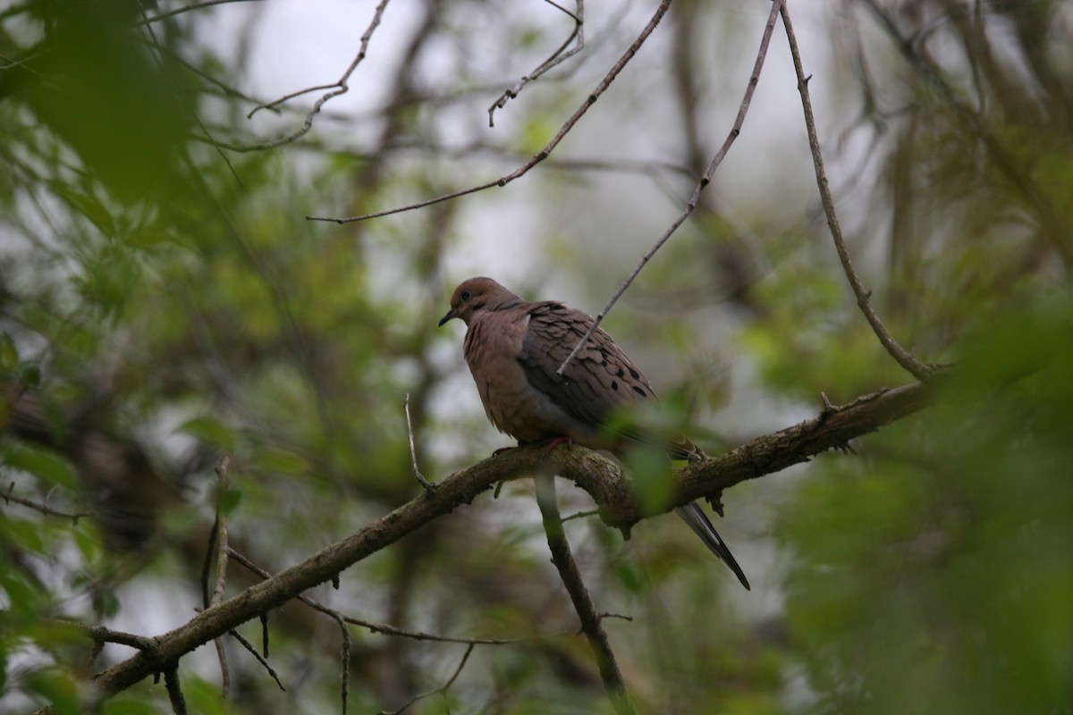 Mourning Dove - Micheline Roy