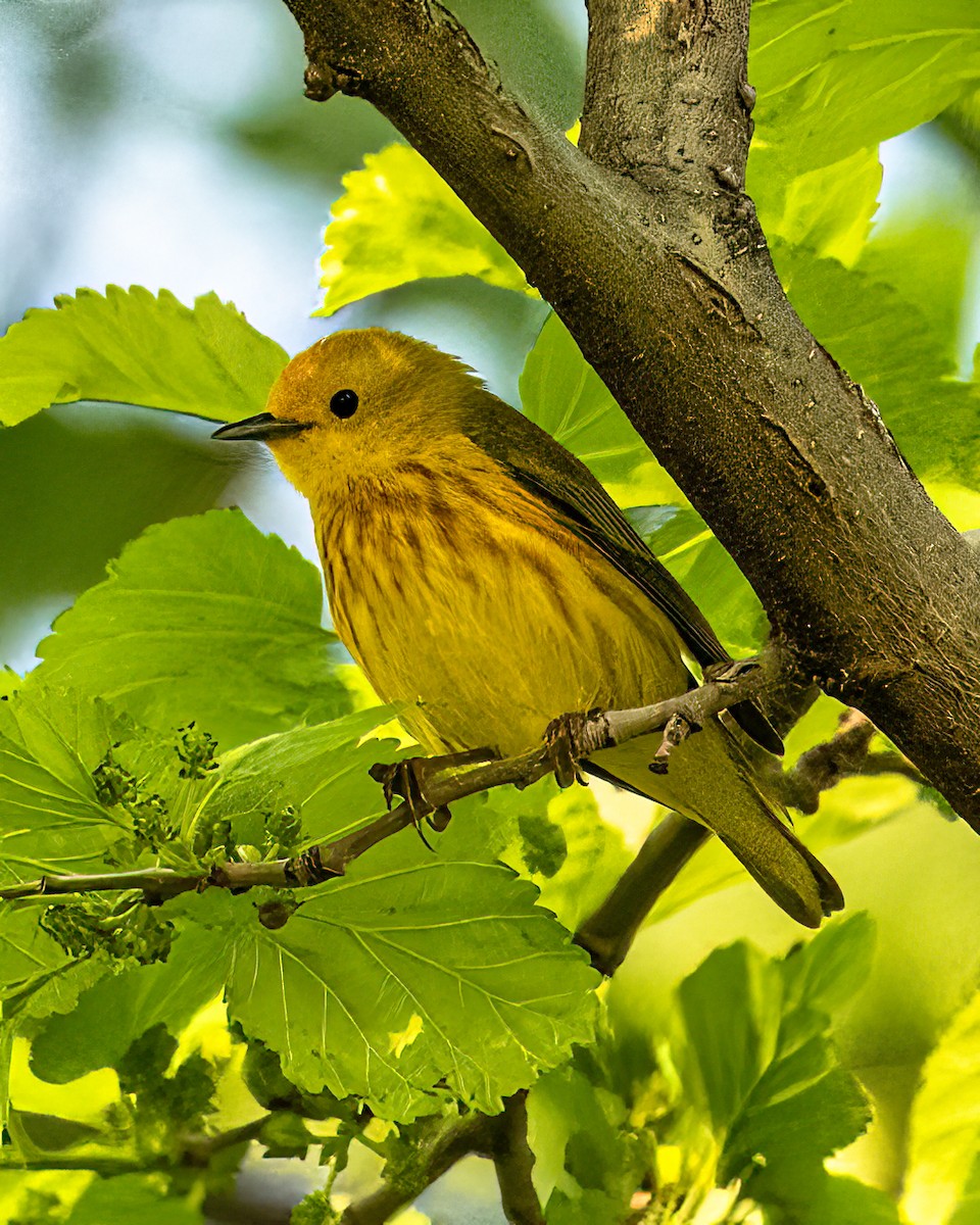 Yellow Warbler (Northern) - Mark Singer