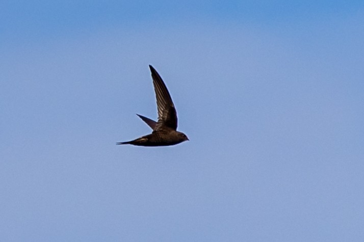 Common Swift - Nikos Mavris