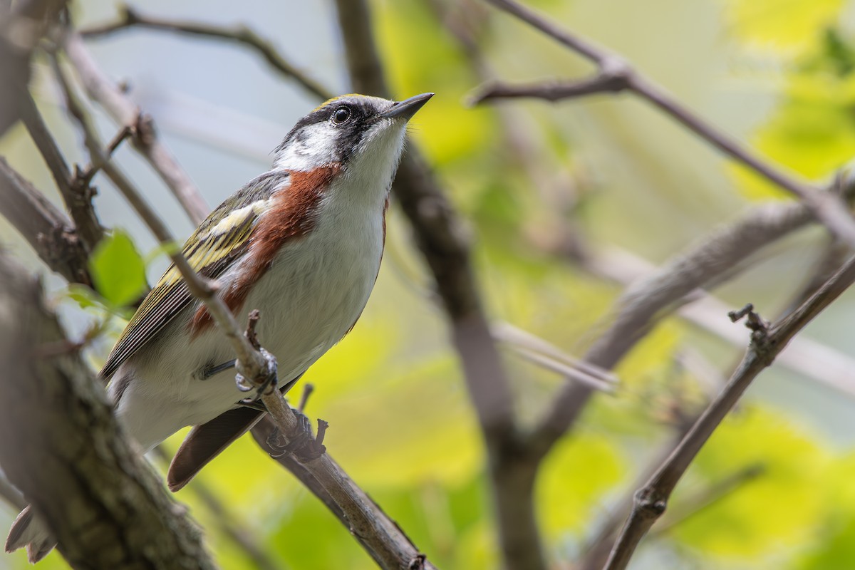 Chestnut-sided Warbler - Stephanie Pereira