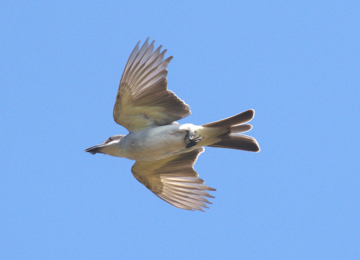 Gray Kingbird - Giuseppe Speranza