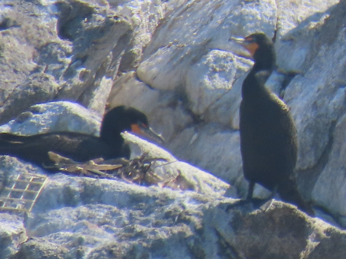 Double-crested Cormorant - Ericka Albright