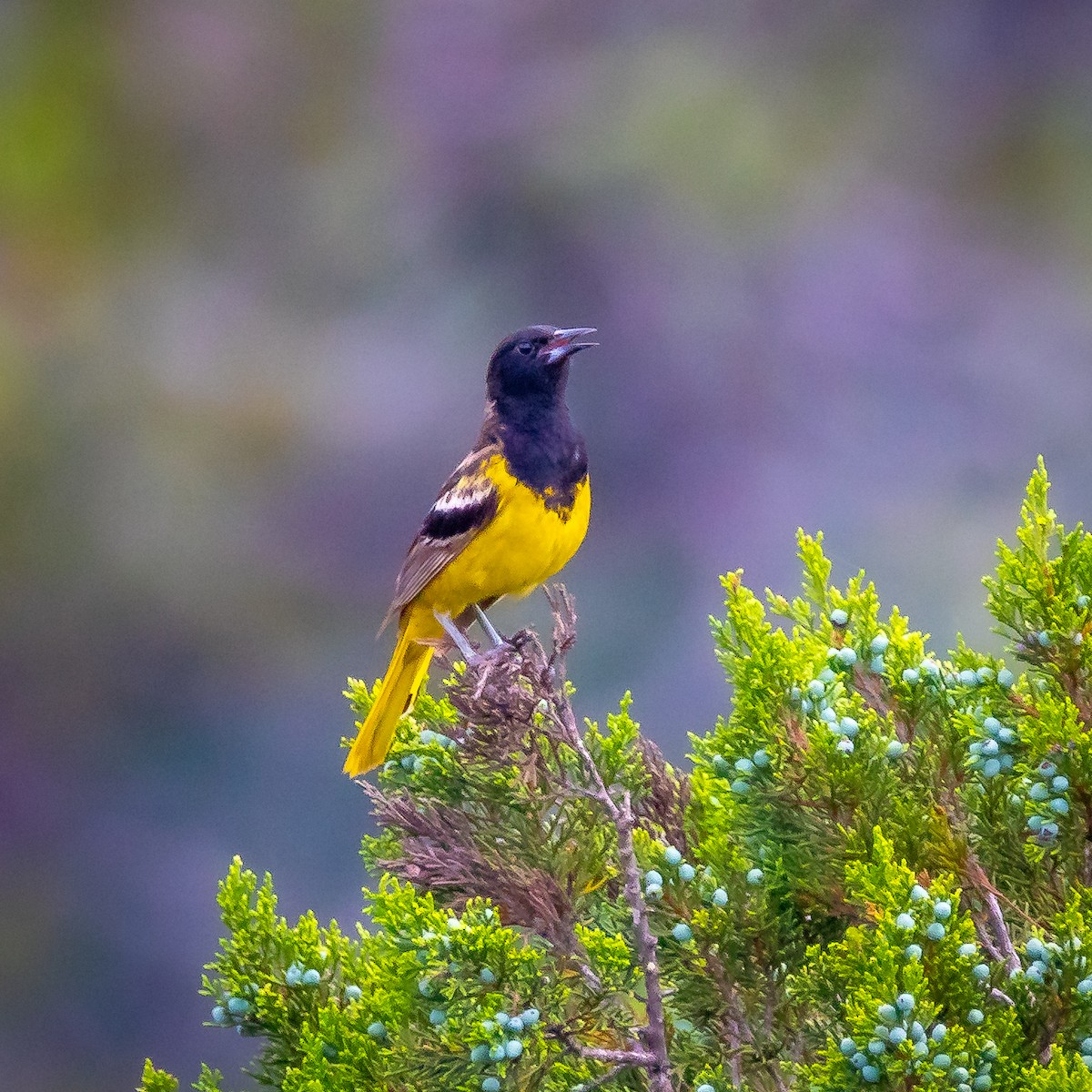 Scott's Oriole - Matt Wier