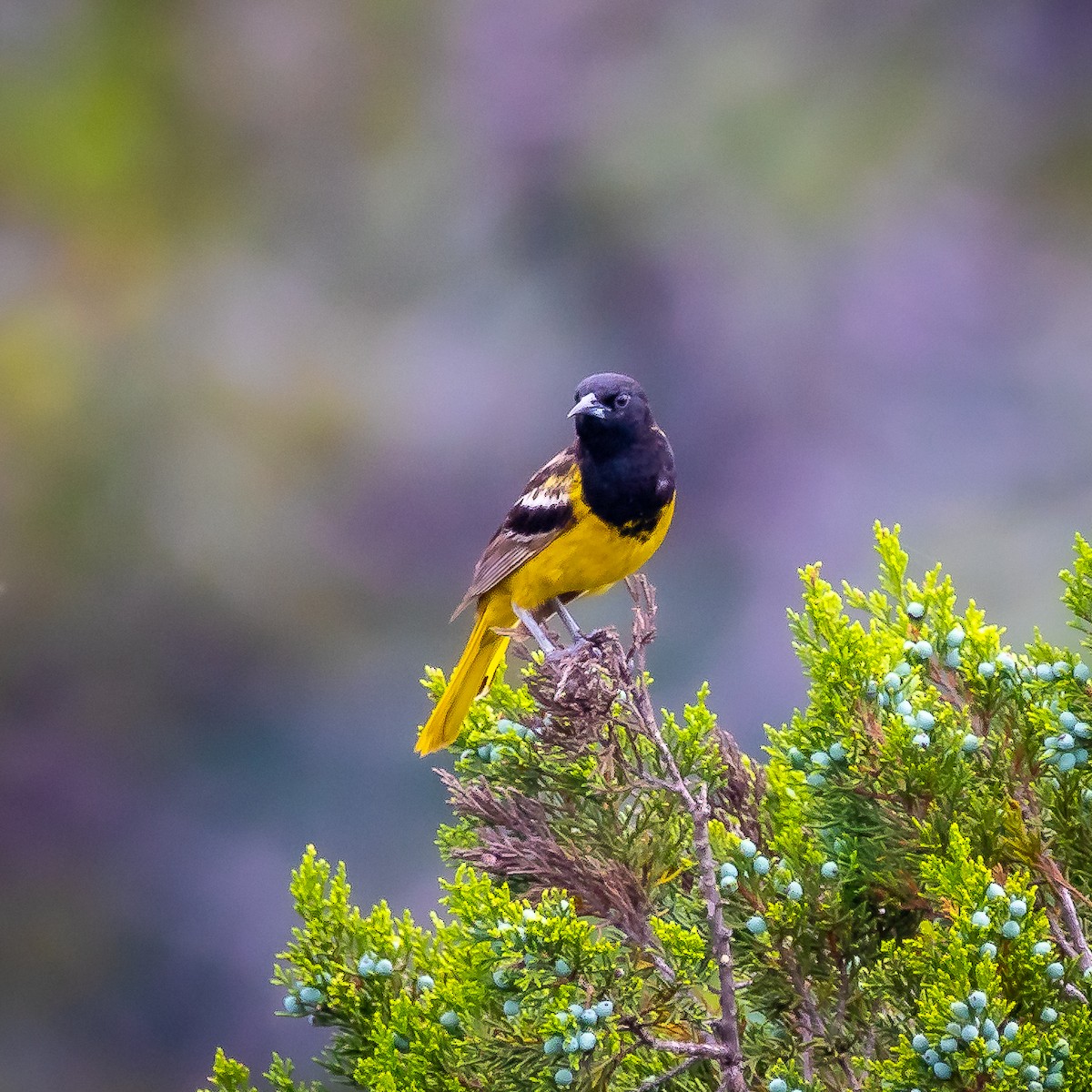 Scott's Oriole - Matt Wier