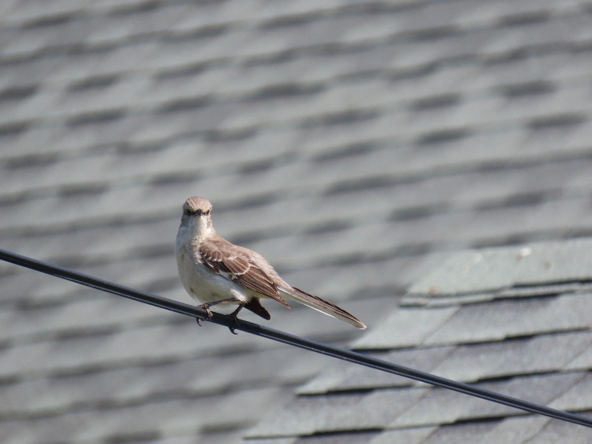 Northern Mockingbird - ML619445820