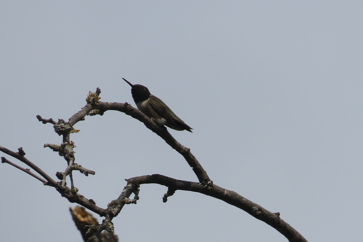 Black-chinned Hummingbird - David Brinkman