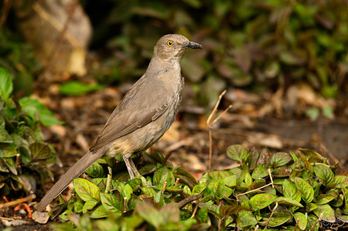 Curve-billed Thrasher - Jonathan Muró