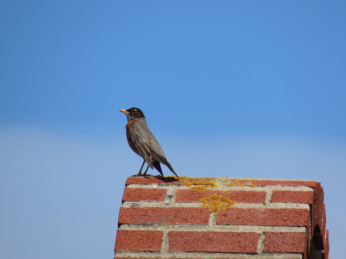 American Robin - ML619445828