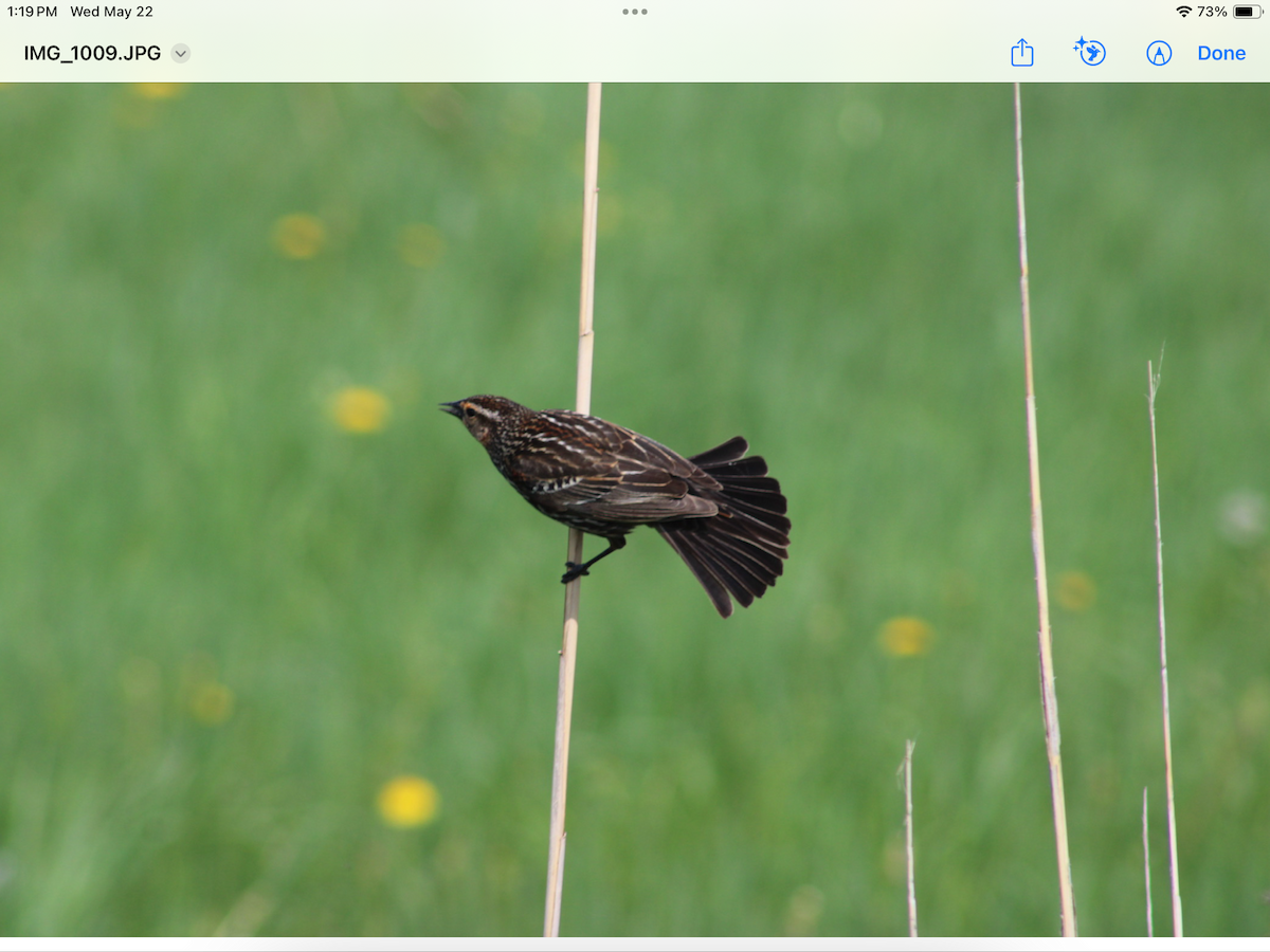 Red-winged Blackbird - Jerry Séguin