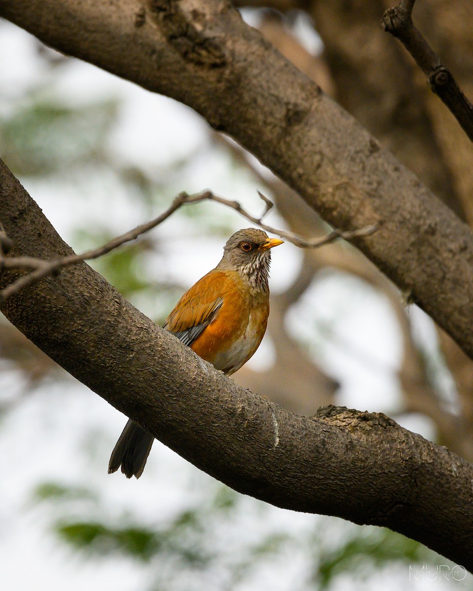 Rufous-backed Robin - Jonathan Muró