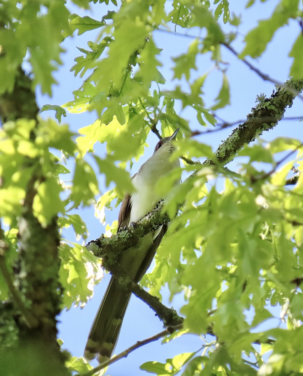 Black-billed Cuckoo - Justin Carter