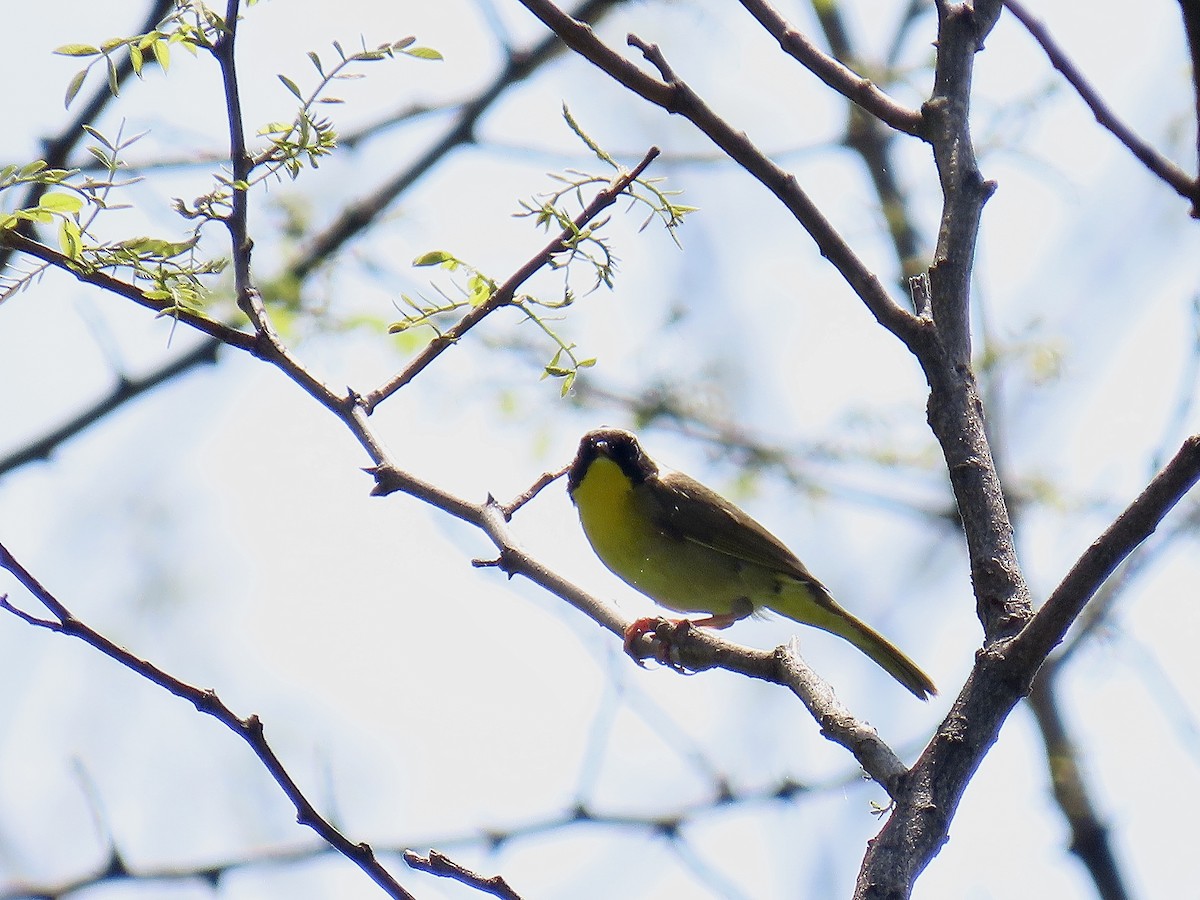 Common Yellowthroat - Justin Carter