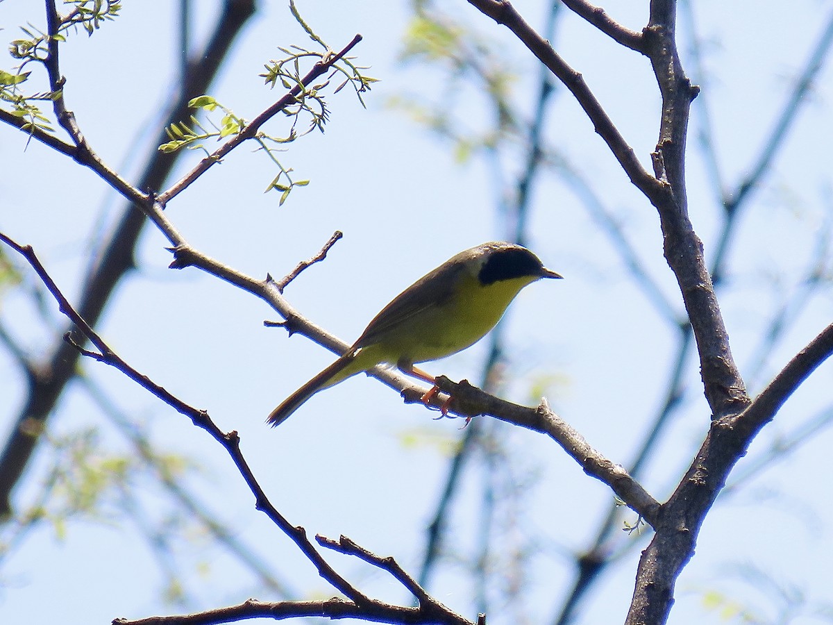 Common Yellowthroat - Justin Carter