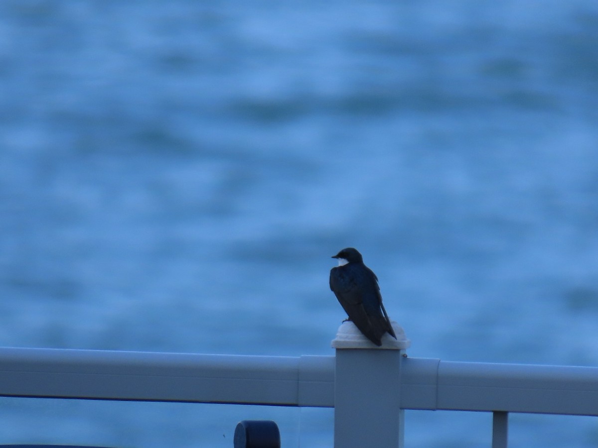 Tree Swallow - ML619445872