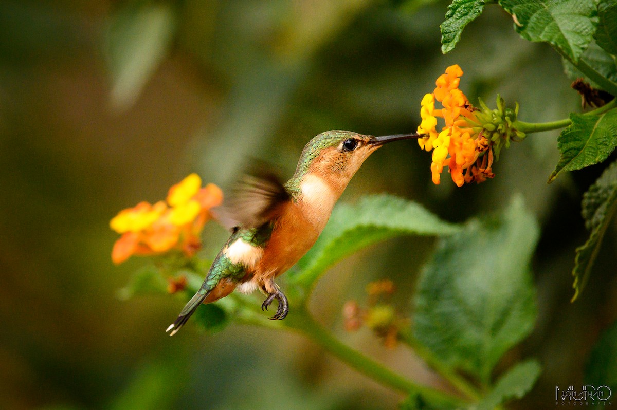 Sparkling-tailed Hummingbird - ML619445874