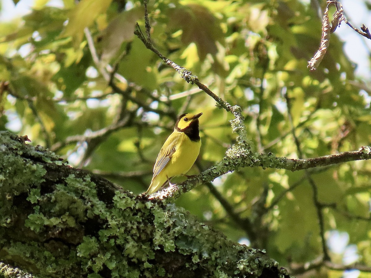 Hooded Warbler - Justin Carter