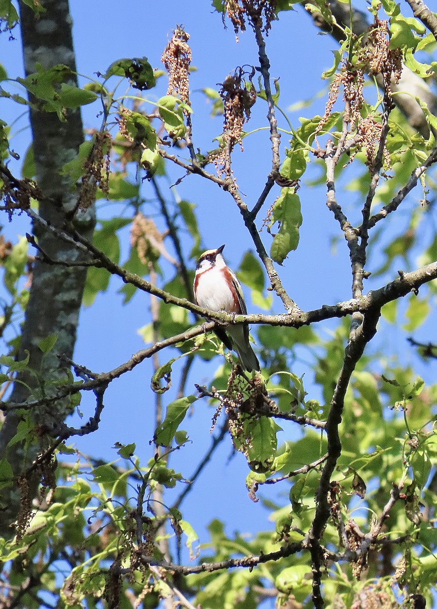 Chestnut-sided Warbler - Justin Carter