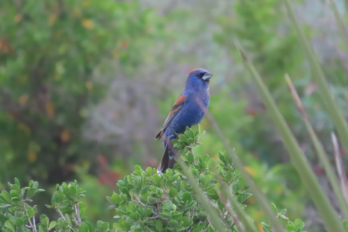 Blue Grosbeak - David Brinkman