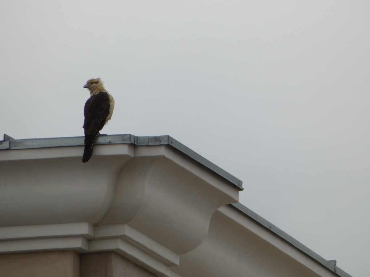 Yellow-headed Caracara - Marty Freeland