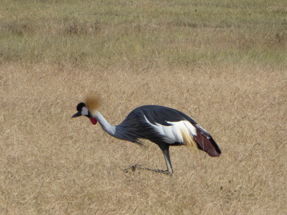 Gray Crowned-Crane - ML619445909