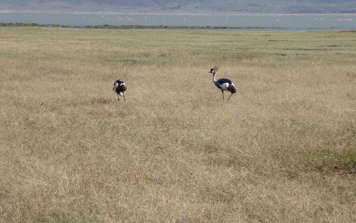 Gray Crowned-Crane - ML619445910