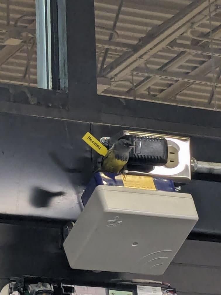 MacGillivray's Warbler - ML619445916