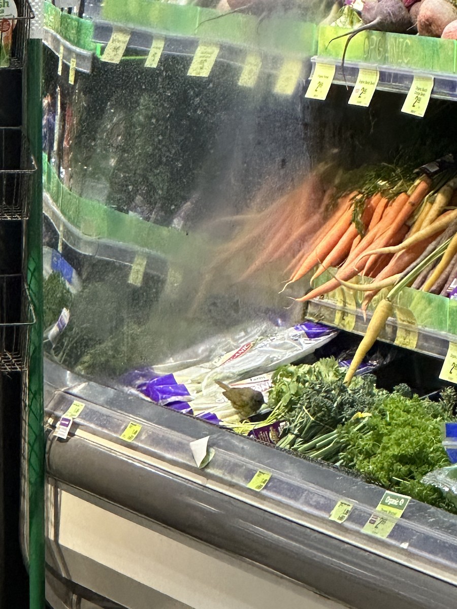 MacGillivray's Warbler - ML619445917