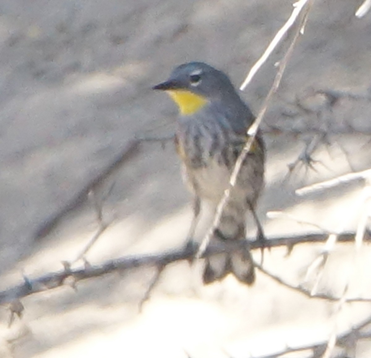 Yellow-rumped Warbler (Audubon's) - Carolyn Ohl, cc