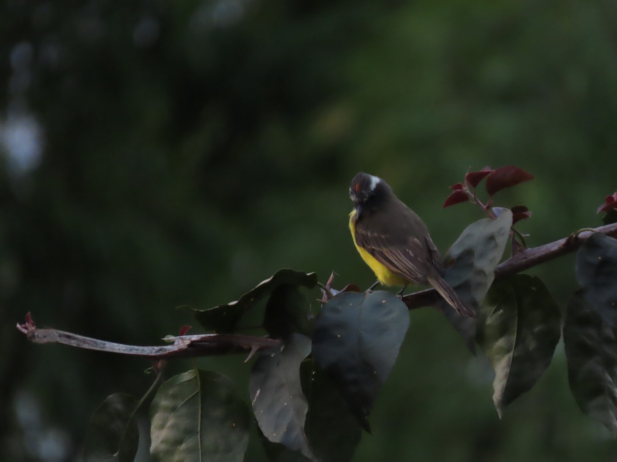 Social Flycatcher - Cristian Cufiño