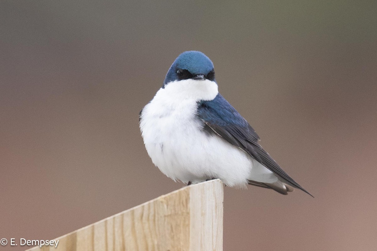 Tree Swallow - Ethel Dempsey