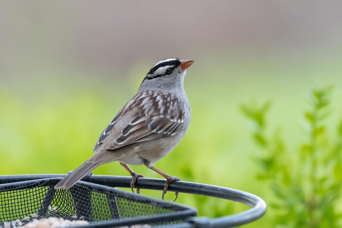 White-crowned Sparrow - ML619445945