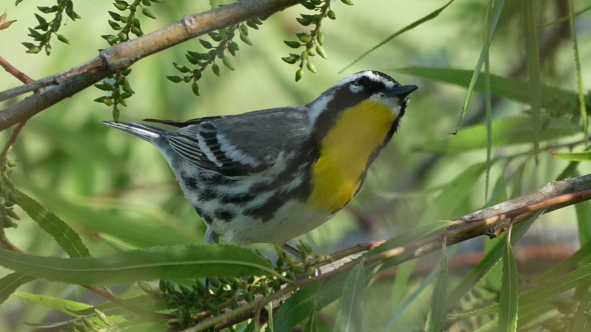 Yellow-throated Warbler - Taylor Yarborough